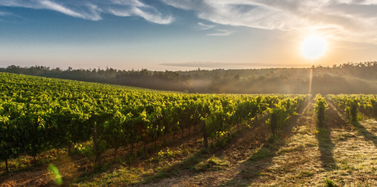 Come raggiungere sostenibilità, competitività ed efficienza nella produzione vinicola
