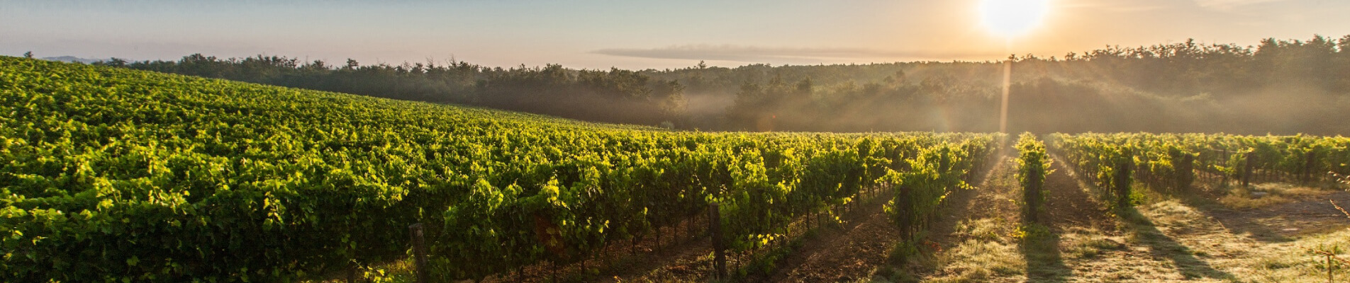 Come raggiungere sostenibilità, competitività ed efficienza nella produzione vinicola